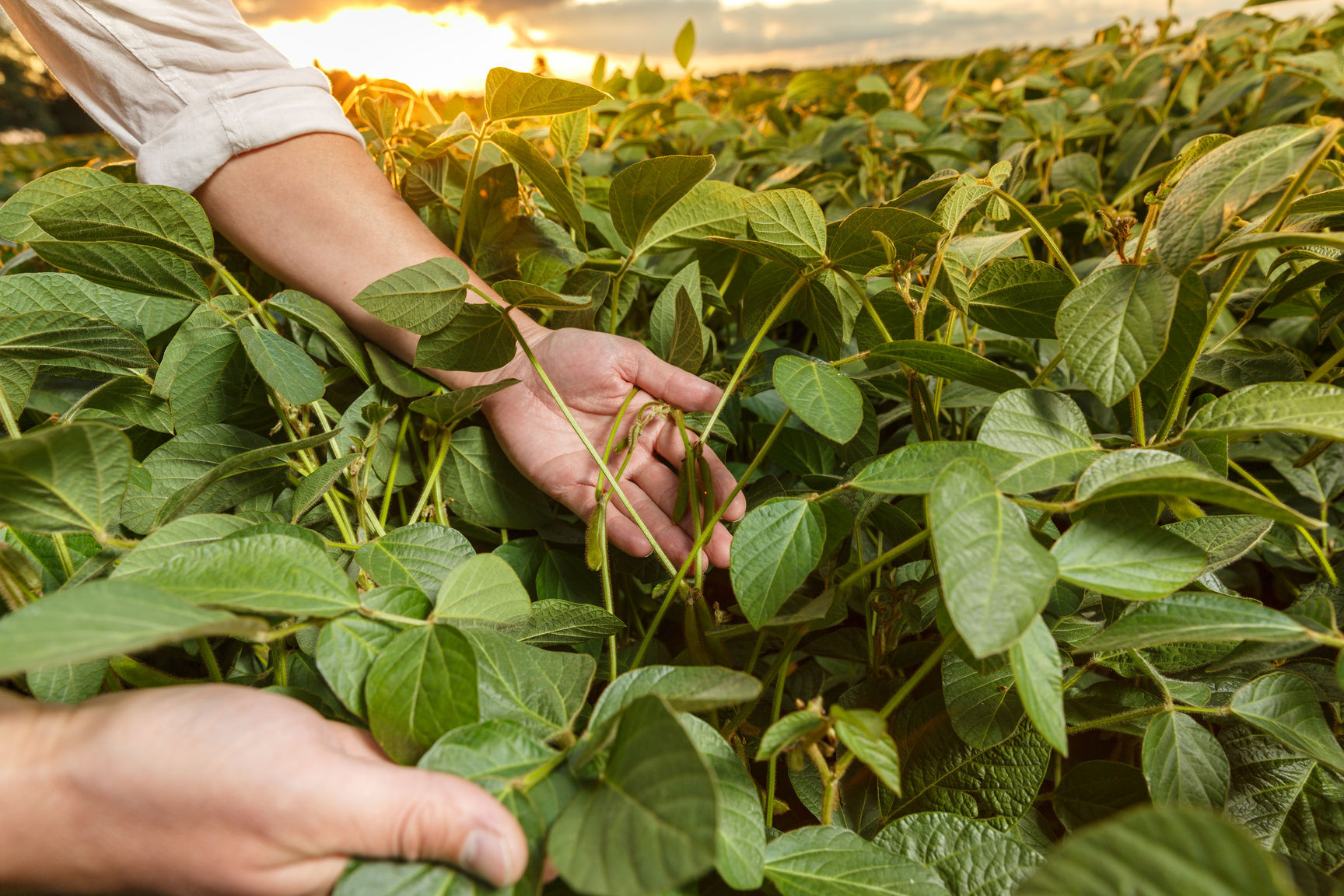 Agronomist  inspecting soya bean crops