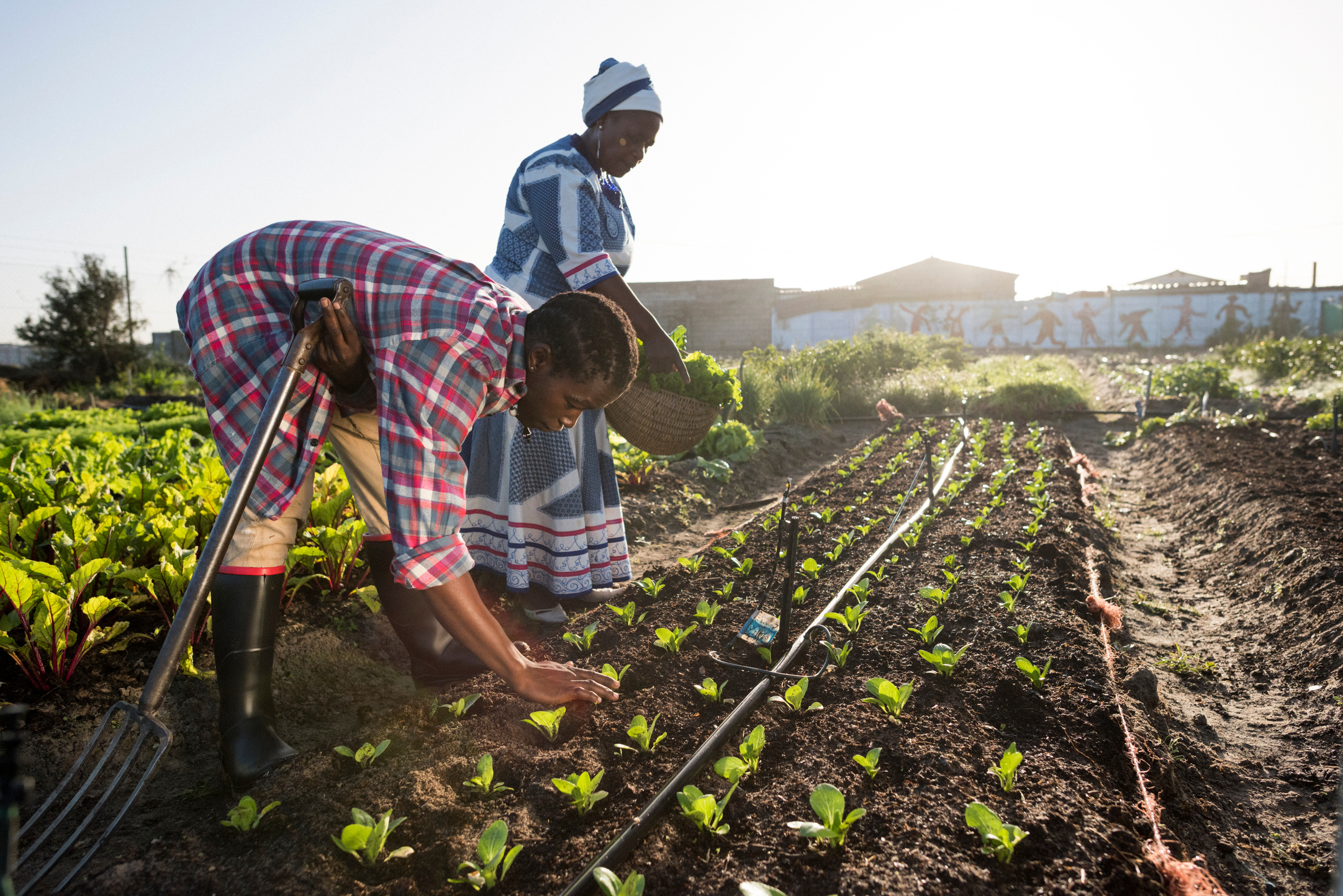 Young African Male and Adult African Woman working in garden