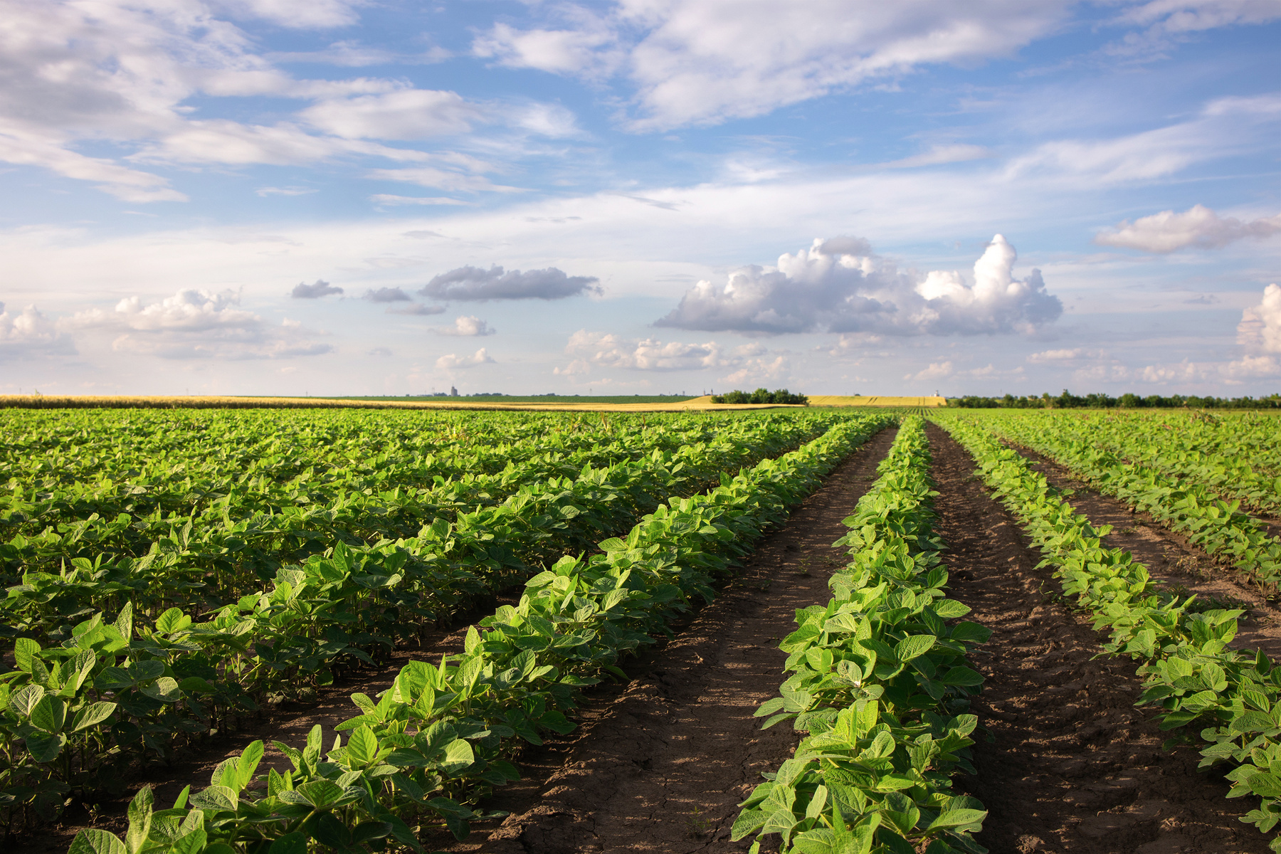 Soybean field with rows of soya bean plants