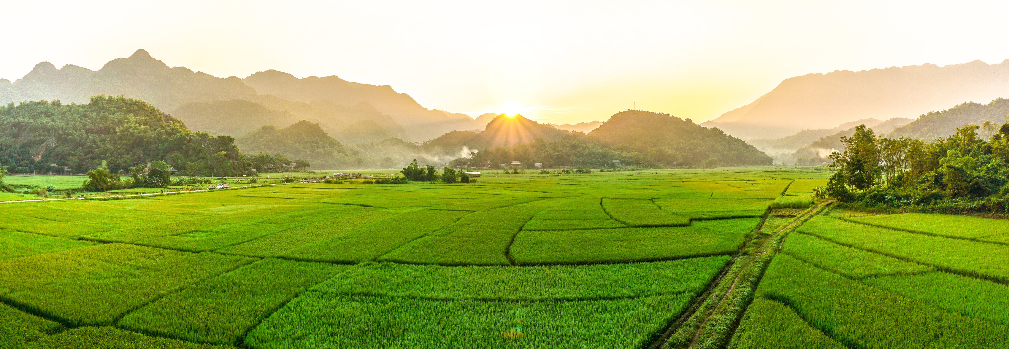 Rice farm valley