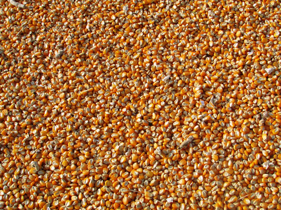 Indian Corn Seeds Texture